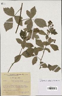 spécimen de Rubus tomentosus