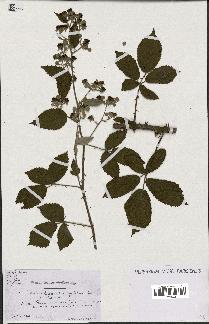 spécimen de Rubus questieri x ulmifolius