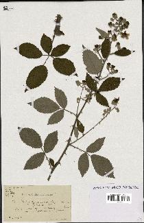 spécimen de Rubus questieri x ulmifolius