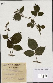 spécimen de Rubus rivularis