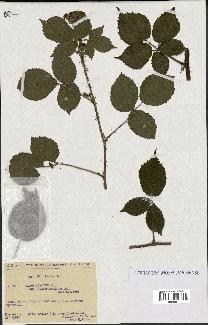 spécimen de Rubus rosaceus