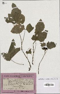 spécimen de Rubus saxatilis