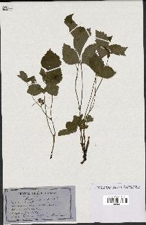 spécimen de Rubus saxatilis