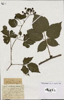 spécimen de Rubus emergens