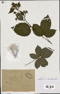 spécimen de Rubus carpinifolius