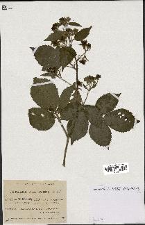 spécimen de Rubus silvaticus