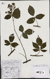 spécimen de Rubus sprengelii