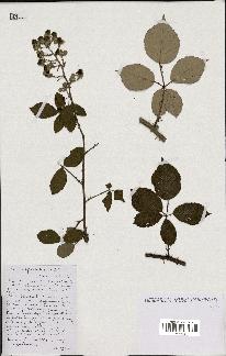 spécimen de Rubus speciosus