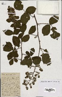 spécimen de Rubus speciosus