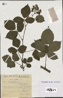 spécimen de Rubus nitidus