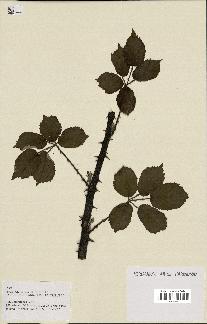 spécimen de Rubus ulmifolius