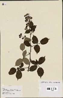 spécimen de Rubus ulmifolius