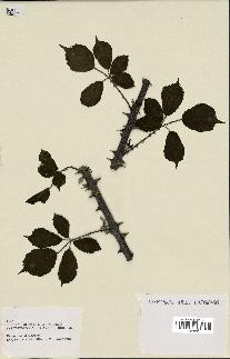 spécimen de Rubus ulmifolius