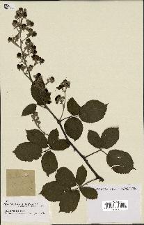 spécimen de Rubus ulmifolius