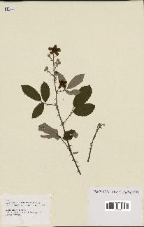 spécimen de Rubus ulmifolius