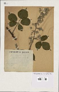 spécimen de Rubus ulmifolius