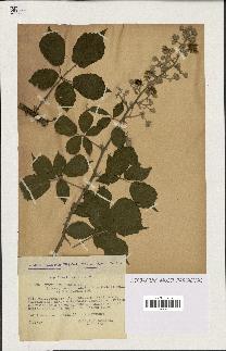 spécimen de Rubus ulmifolius