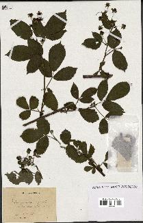 spécimen de Rubus gymnostylus