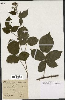 spécimen de Rubus pyramidalis