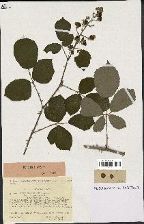 spécimen de Rubus ulmifolius