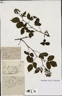 spécimen de Rubus thyrsiflorus