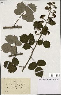 spécimen de Rubus subtruncatus