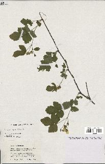 spécimen de Rubus saxatilis