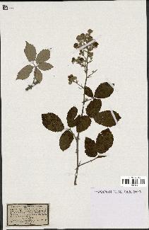 spécimen de Rubus rusticanus