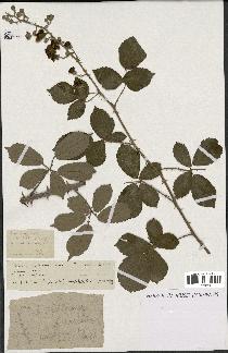 spécimen de Rubus rusticanus