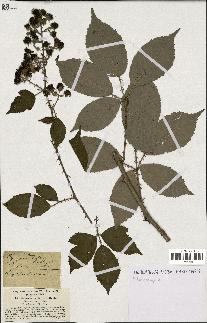 spécimen de Rubus geniculatus