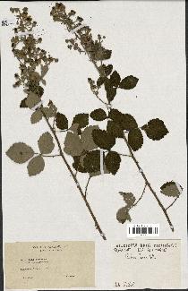 spécimen de Rubus fuscus