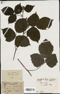 spécimen de Rubus fruticosus