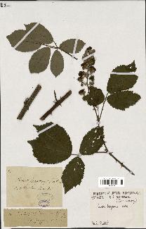 spécimen de Rubus fragrans