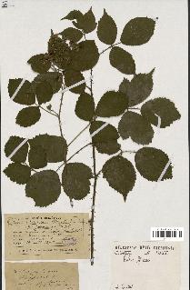 spécimen de Rubus foliosus