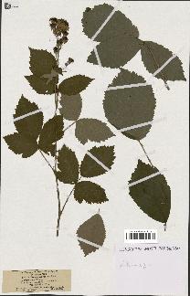 spécimen de Rubus coarctatus