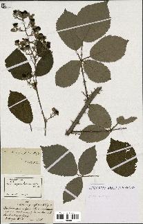 spécimen de Rubus carpinifolius