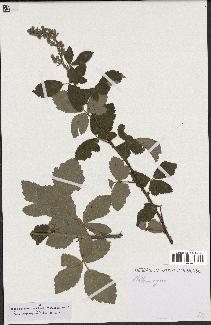 spécimen de Rubus tomentosus