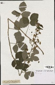 spécimen de Rubus tomentosus
