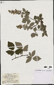 spécimen de Rubus tomentosus