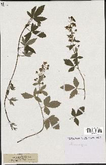 spécimen de Rubus tomentosus