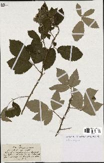 spécimen de Rubus tomentosus