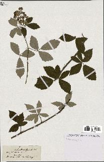 spécimen de Rubus tomentosus