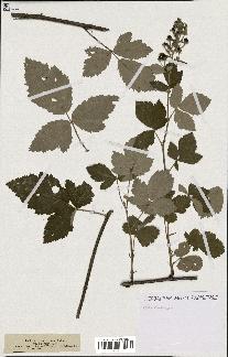 spécimen de Rubus tomentosus