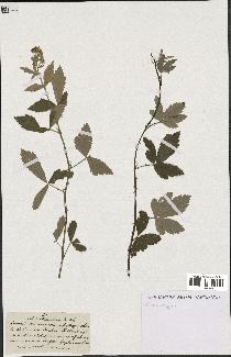 spécimen de Rubus tomentosus