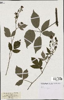 spécimen de Rubus thyrsoideus