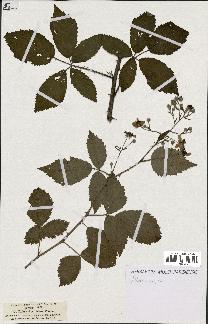 spécimen de Rubus thyrsoideus