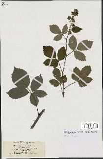 spécimen de Rubus thyrsoideus