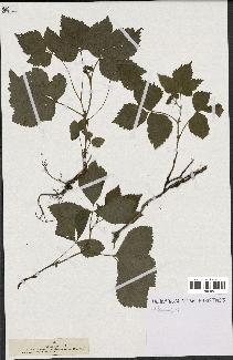 spécimen de Rubus saxatilis