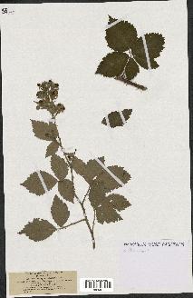 spécimen de Rubus pycnostachys