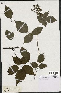 spécimen de Rubus macrophyllus
